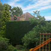Hedge Cutting